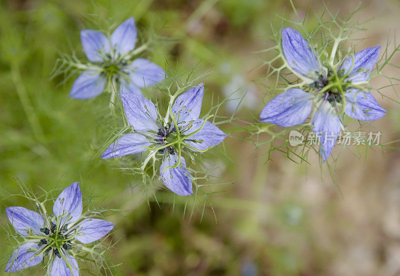 黑种草(Nigella damascena)